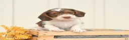 Mixed Breed dogs for sale: Finley - Ad 4