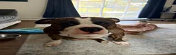 American Bully dogs for sale: American Bully 4 - Ad 18