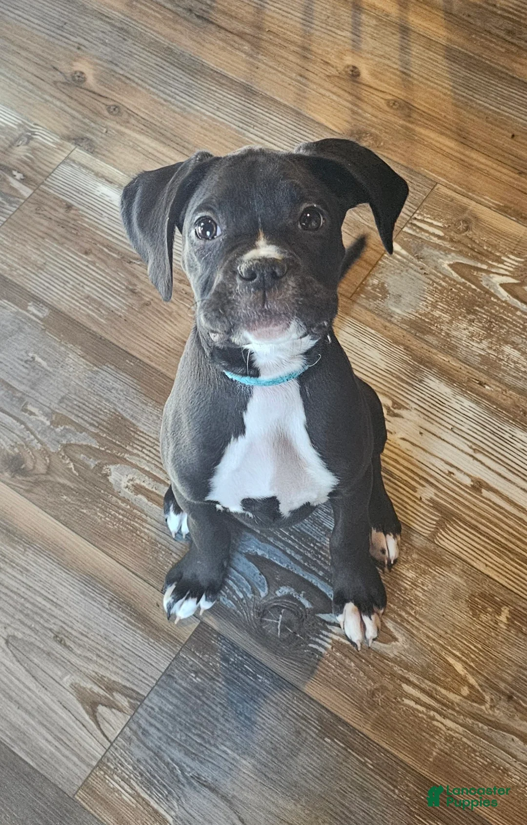 Boxer dogs for sale: Grumps - Ad 6