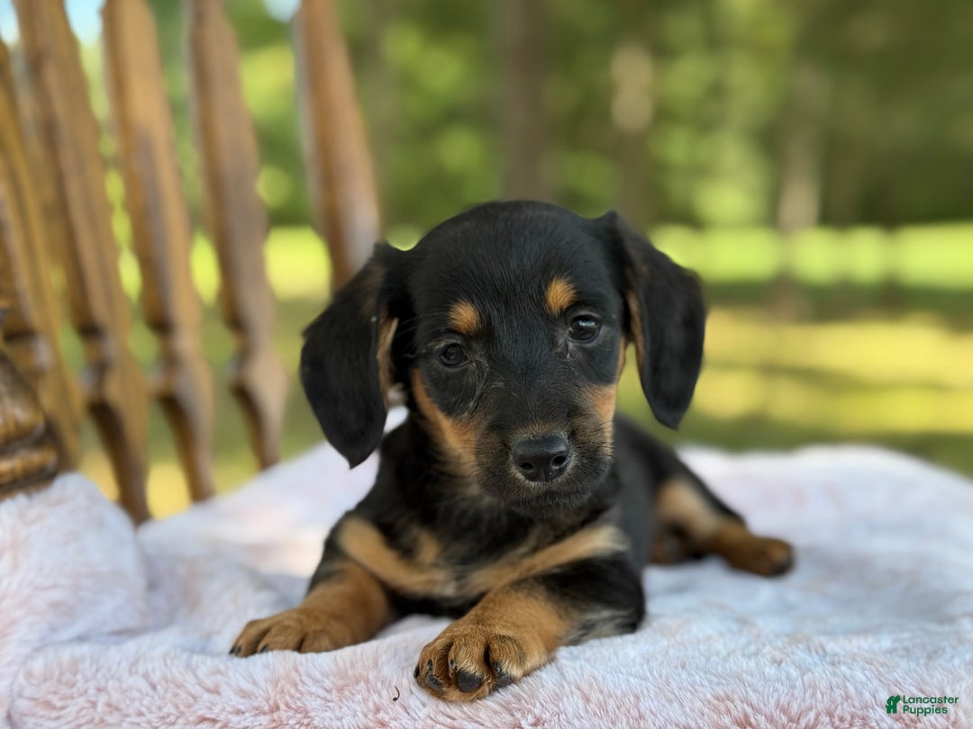 Piper for sale in Penn Yan Lancaster Puppies