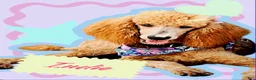 Standard Poodle dogs for sale: Indy - Ad 1