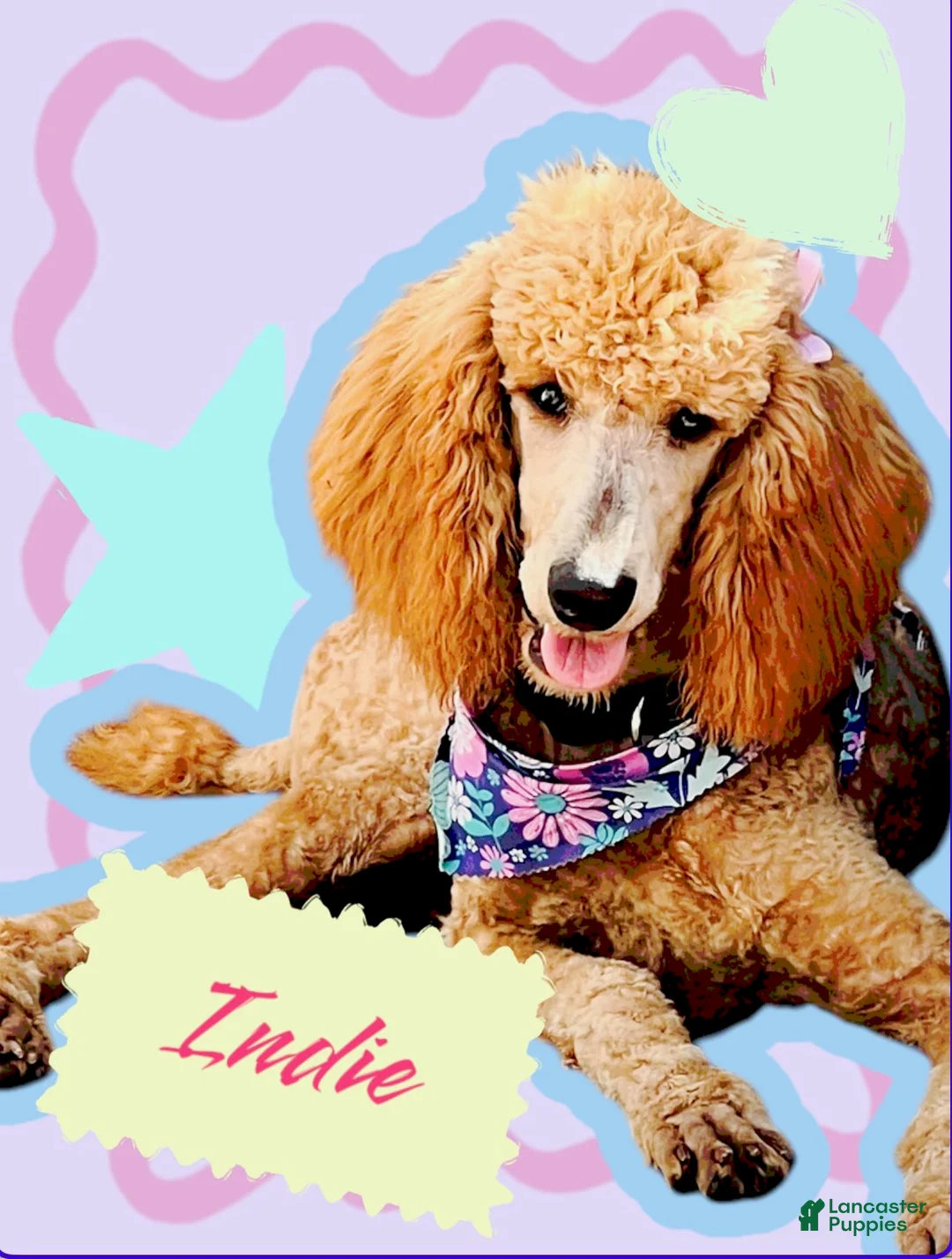 Standard Poodle dogs for sale: Indy - Ad 1
