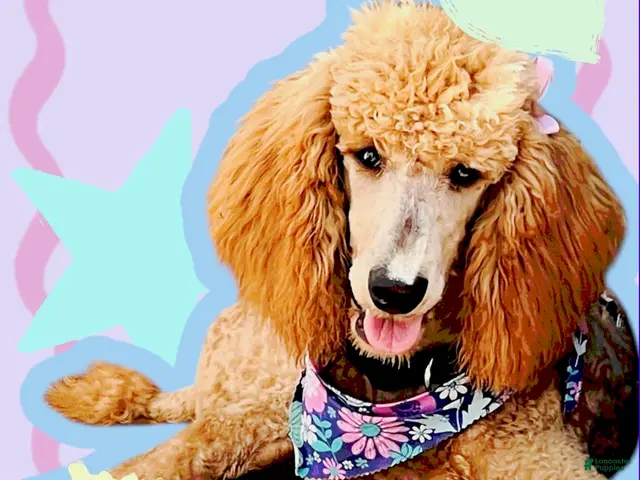 Standard Poodle dogs for sale: Indy - Ad 1