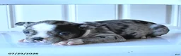 Boston Terrier dogs for sale: Jalisa - Ad 3