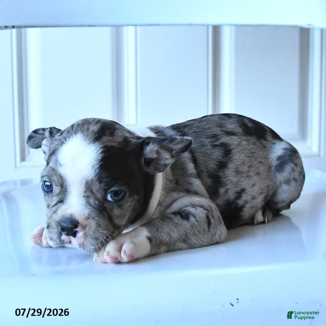 Boston Terrier dogs for sale: Jalisa - Ad 3