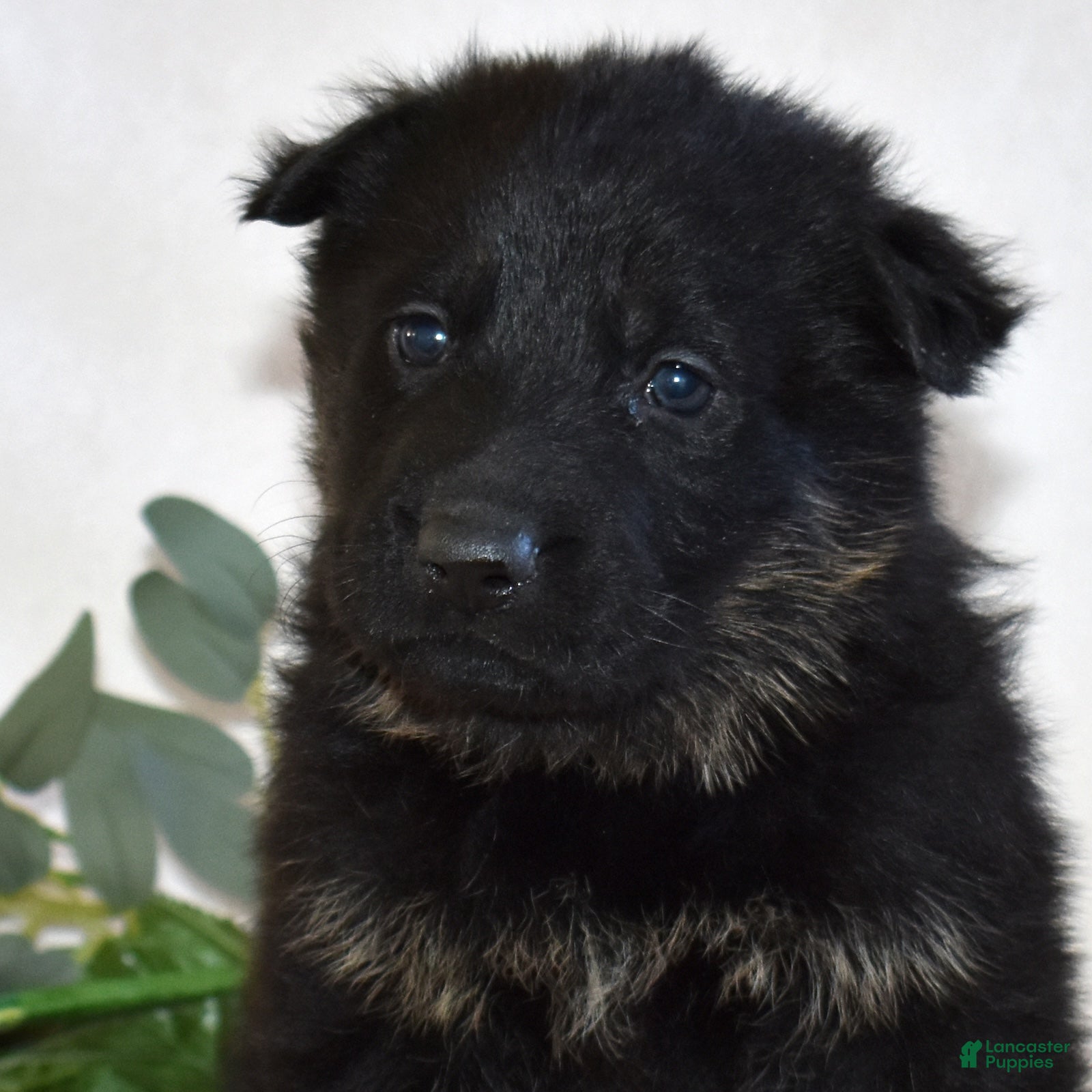 German Shepherd dogs Sky - Ad 6