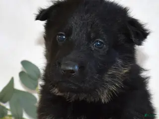 German Shepherd dogs Sky - Ad 6