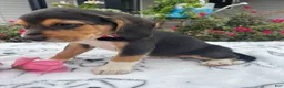 Beagle dogs for sale: Copper - Ad 4
