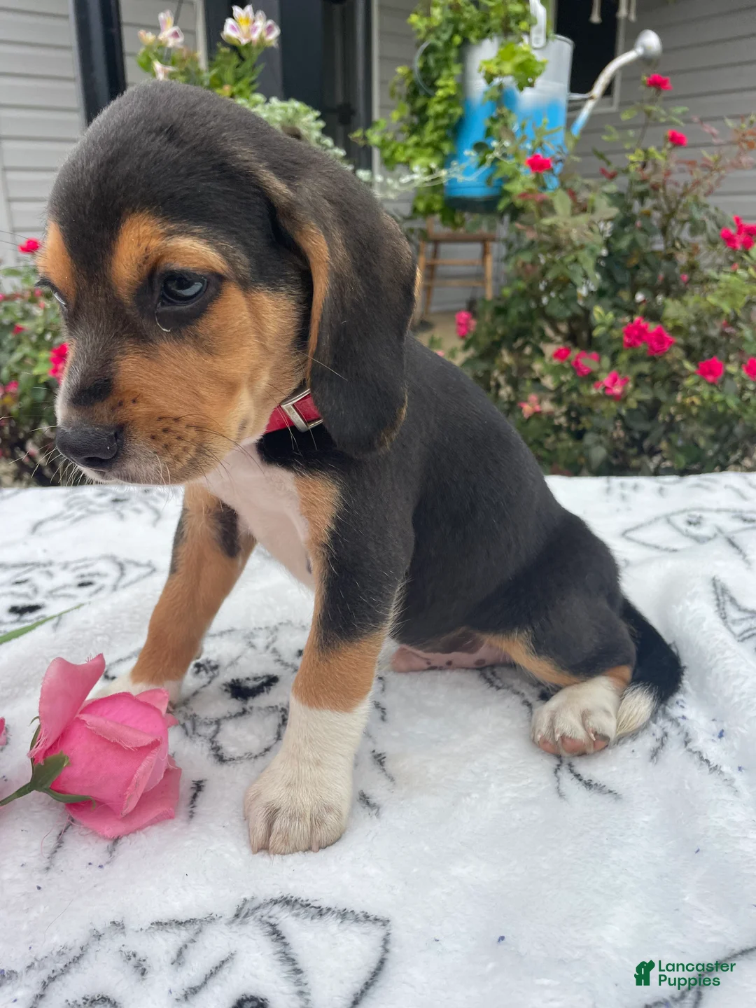 Beagle dogs for sale: Copper - Ad 4