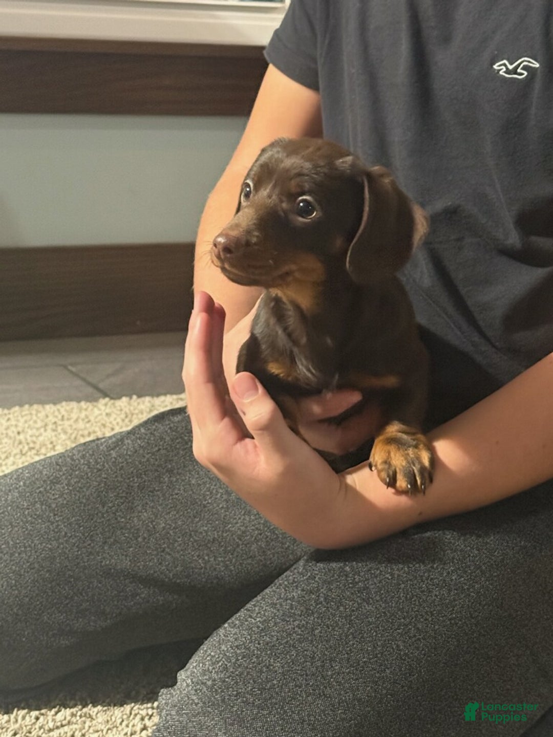 Miniature Dachshund dogs for sale: Coco  - Ad 1