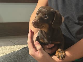 Miniature Dachshund dogs Coco - Ad 36