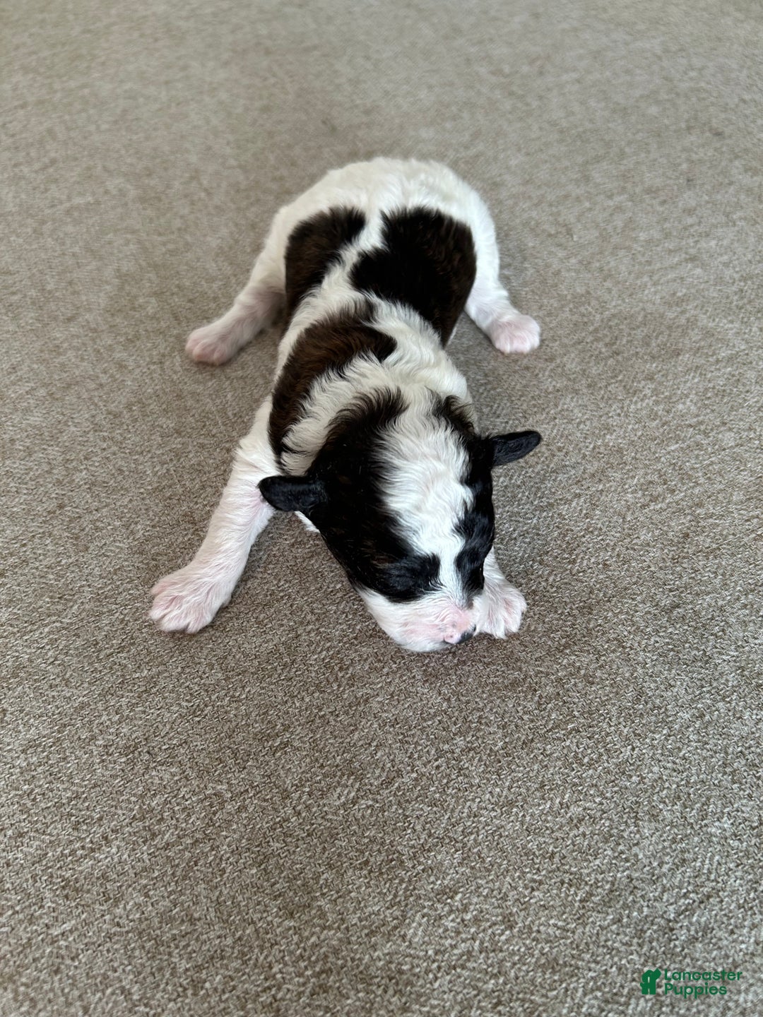 Toy Poodle dogs for sale: Toy Poodle Puppy 1 - Ad 7