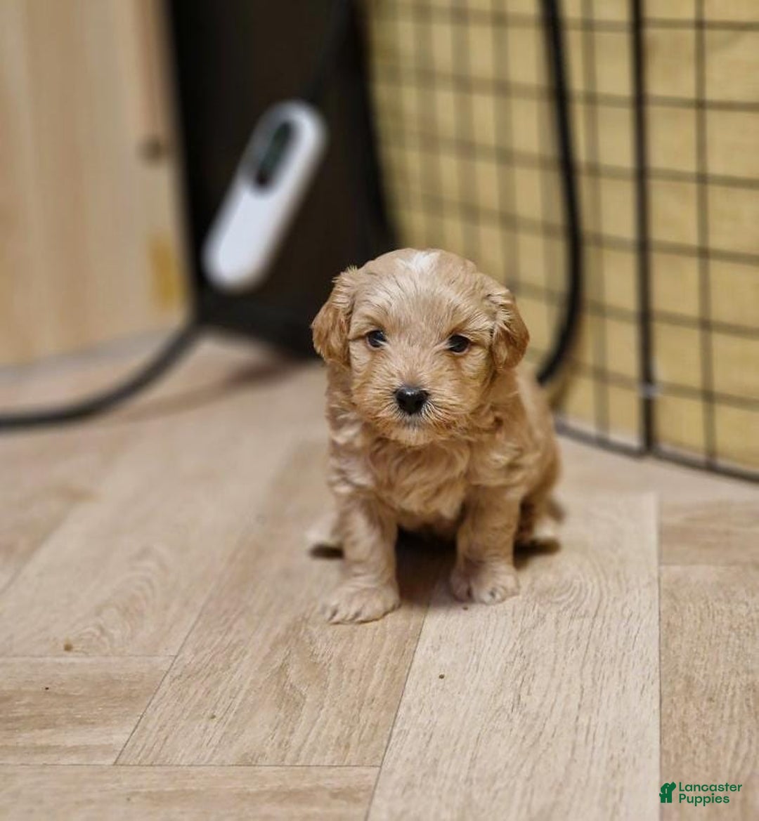 Maltipoo dogs for sale: Jaden - Ad 1