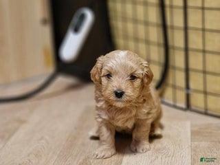 Maltipoo dogs Jaden - Ad 19