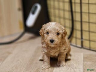 Maltipoo dogs Jaden - Ad 6