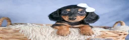 Miniature Dachshund dogs for sale: 🐾 MEET VIKING 🐶❤️ - Ad 21