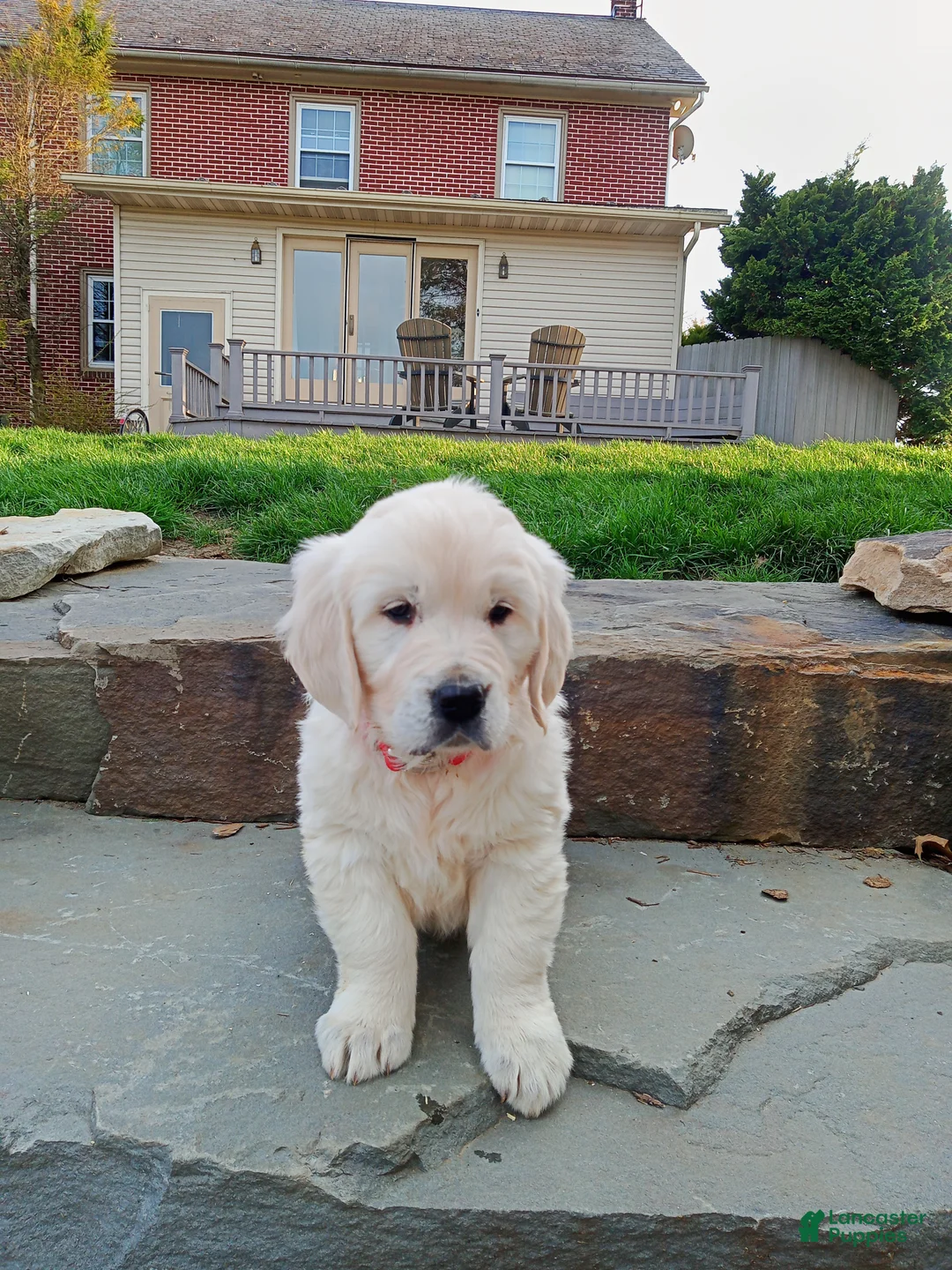 Golden Retriever dogs for sale: Golden Retriever Puppy 2 - Ad 1