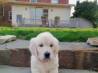 Golden Retriever dogs for sale: Golden Retriever Puppy 2 - Ad 1