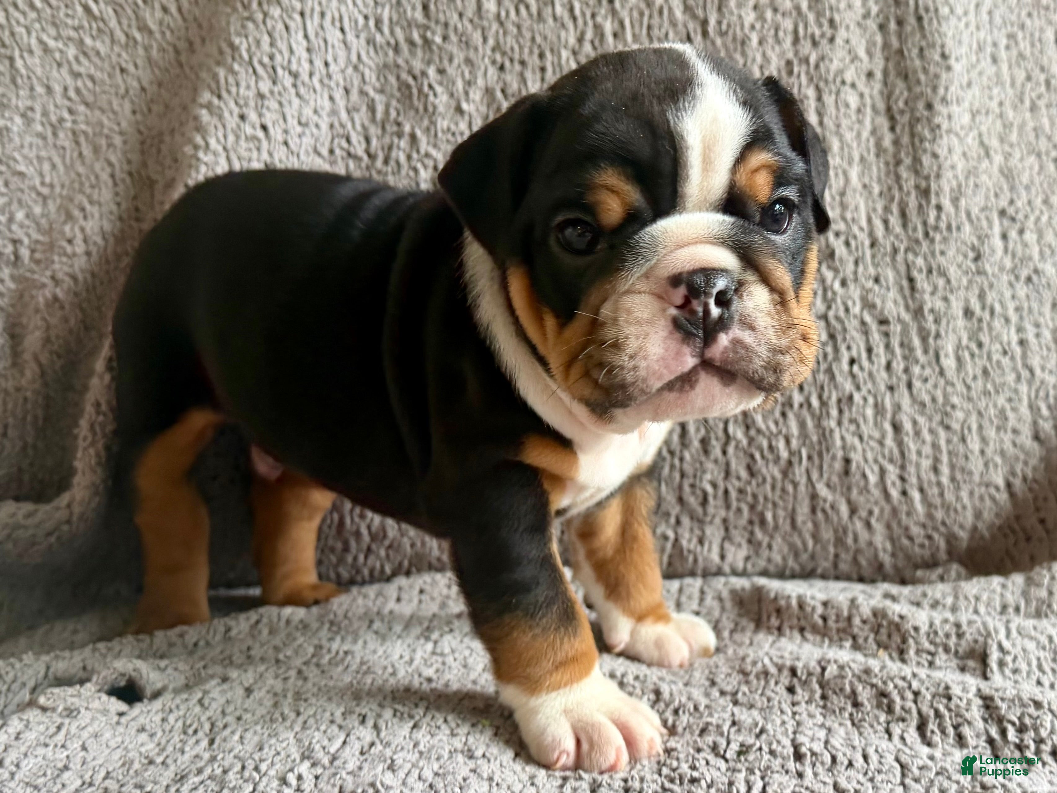 English Bulldog dogs Oscar - Ad 1