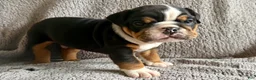English Bulldog dogs for sale: Oscar - Ad 1