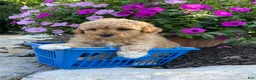 Miniature Poodle dogs for sale: Zinnia  - Ad 3