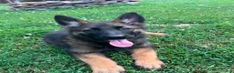 German Shepherd dogs for sale: German Shepherd 8 - Ad 4