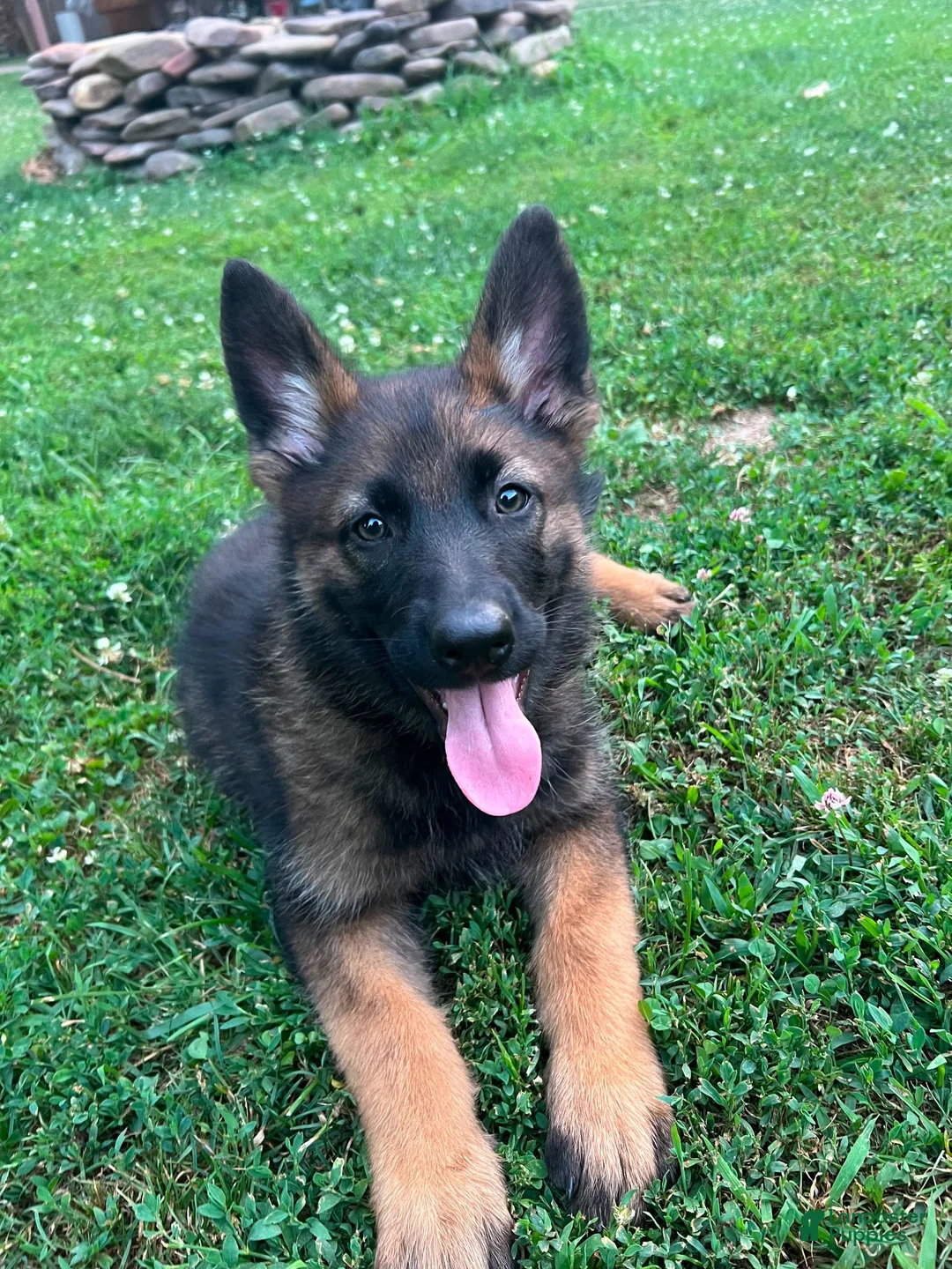 German Shepherd dogs for sale: German Shepherd 8 - Ad 4