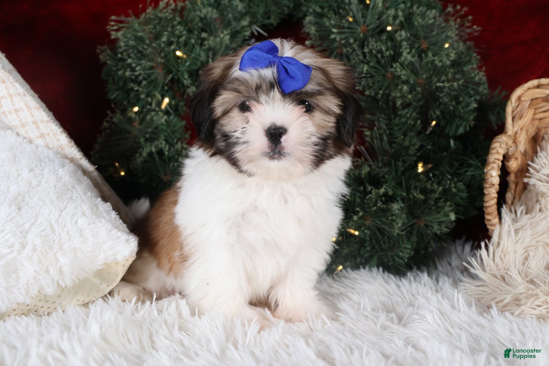 Shih Tzu dogs for sale: Jared - Ad 10