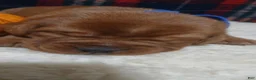 Labrador Retriever dogs for sale: Rudy - Ad 1