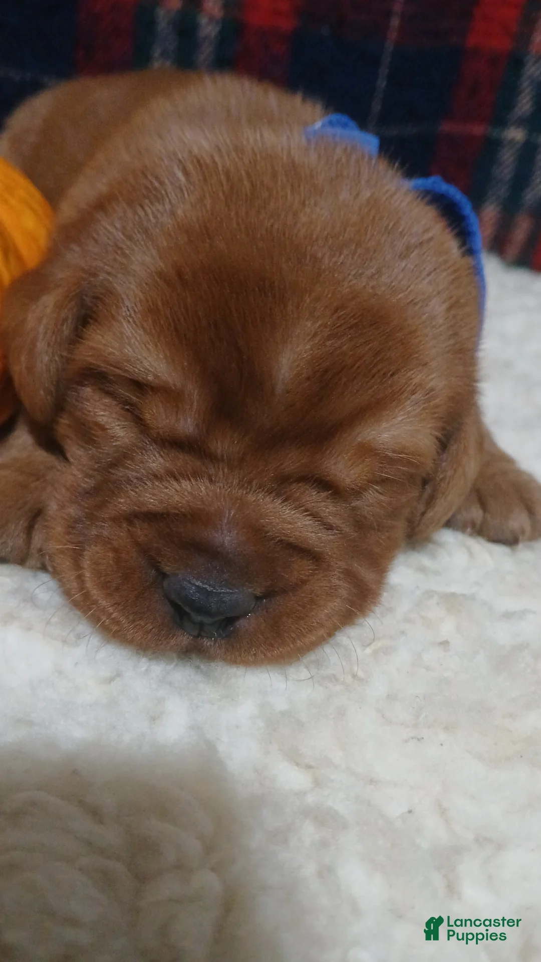 Labrador Retriever dogs for sale: Rudy - Ad 1
