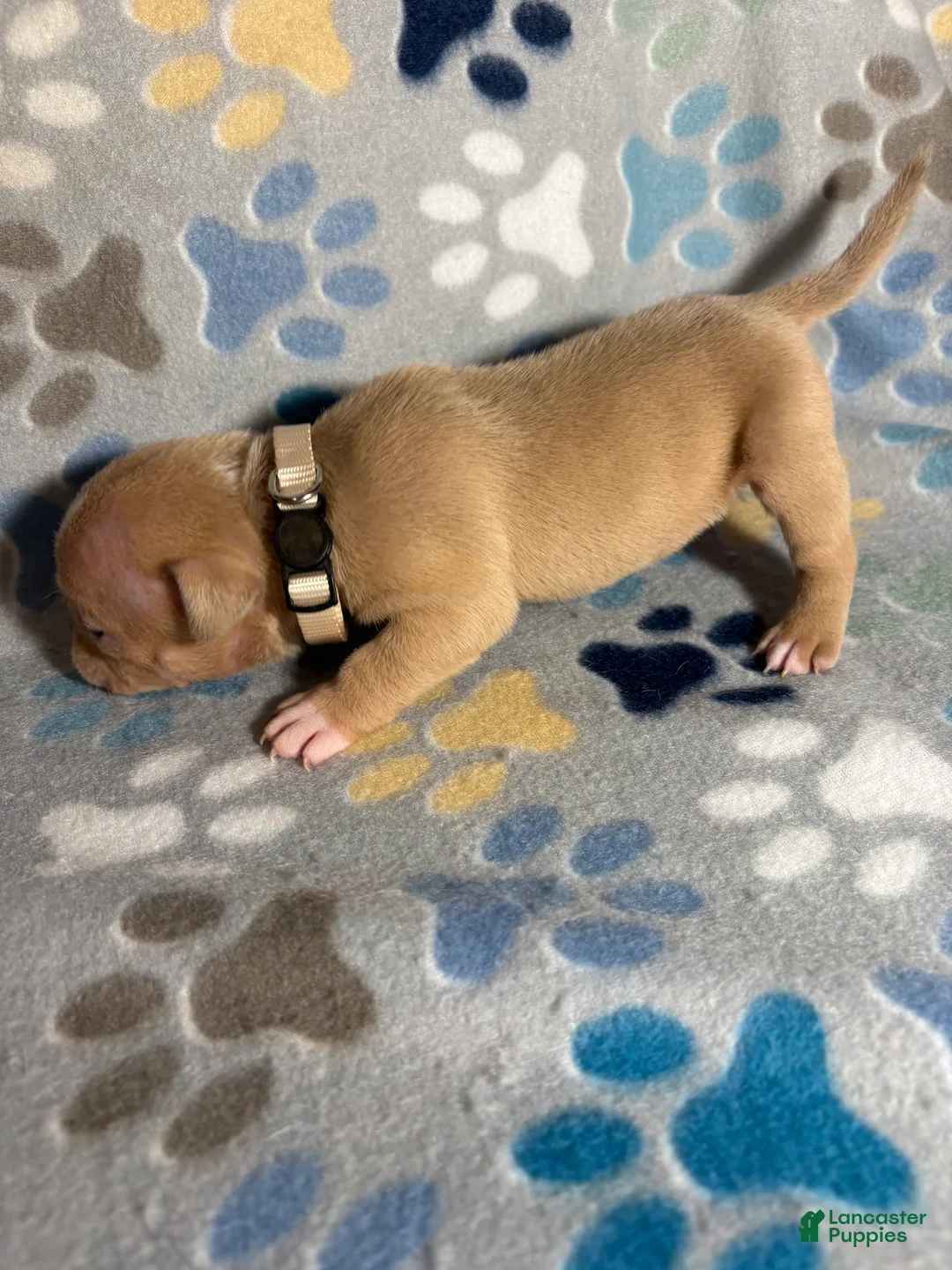 American Bully dogs for sale: FEMALE BEIGE COLLAR - Ad 2