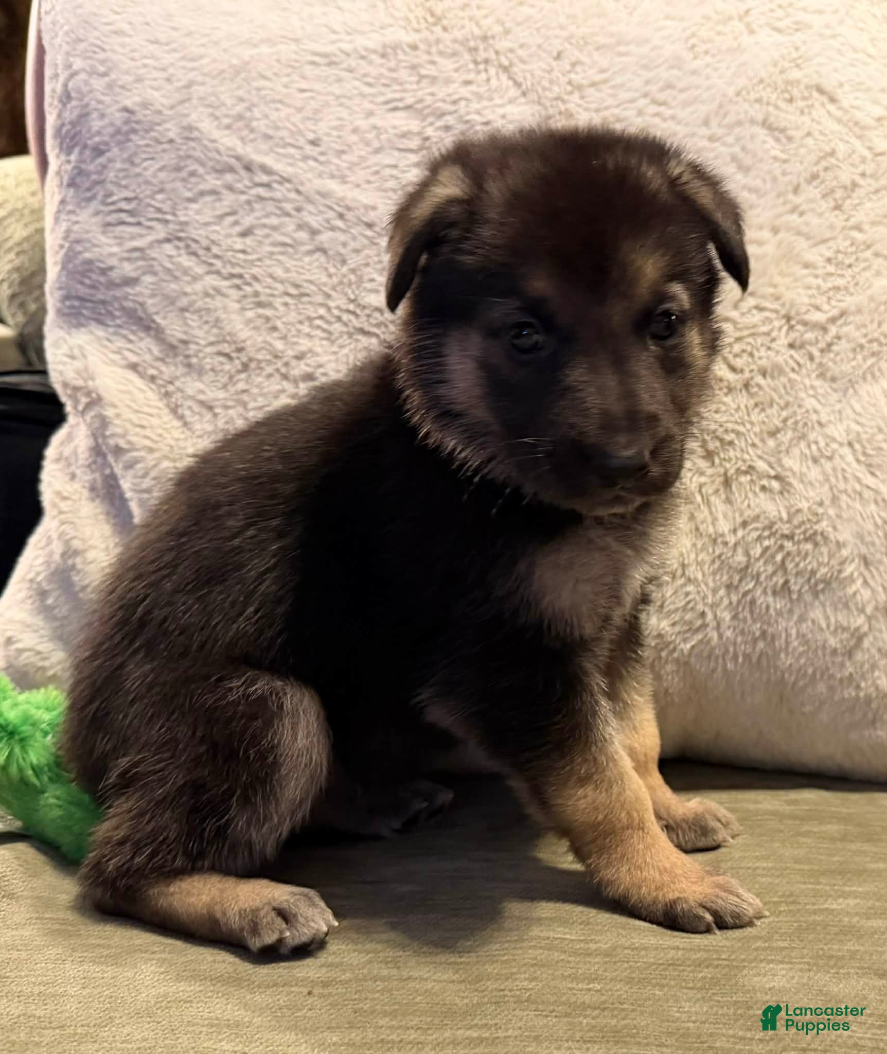 German Shepherd dogs German Shepherd Puppy 6 - Ad 8