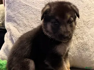 German Shepherd dogs German Shepherd Puppy 6 - Ad 8