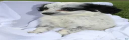 Portuguese Water Dog dogs for sale: Amy - Ad 4