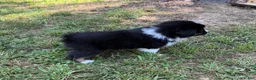 Australian Shepherd dogs for sale: Mr. Fluffy - Ad 3