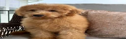 Mini Goldendoodle dogs for sale: Mini Goldendoodle 1 - Ad 4