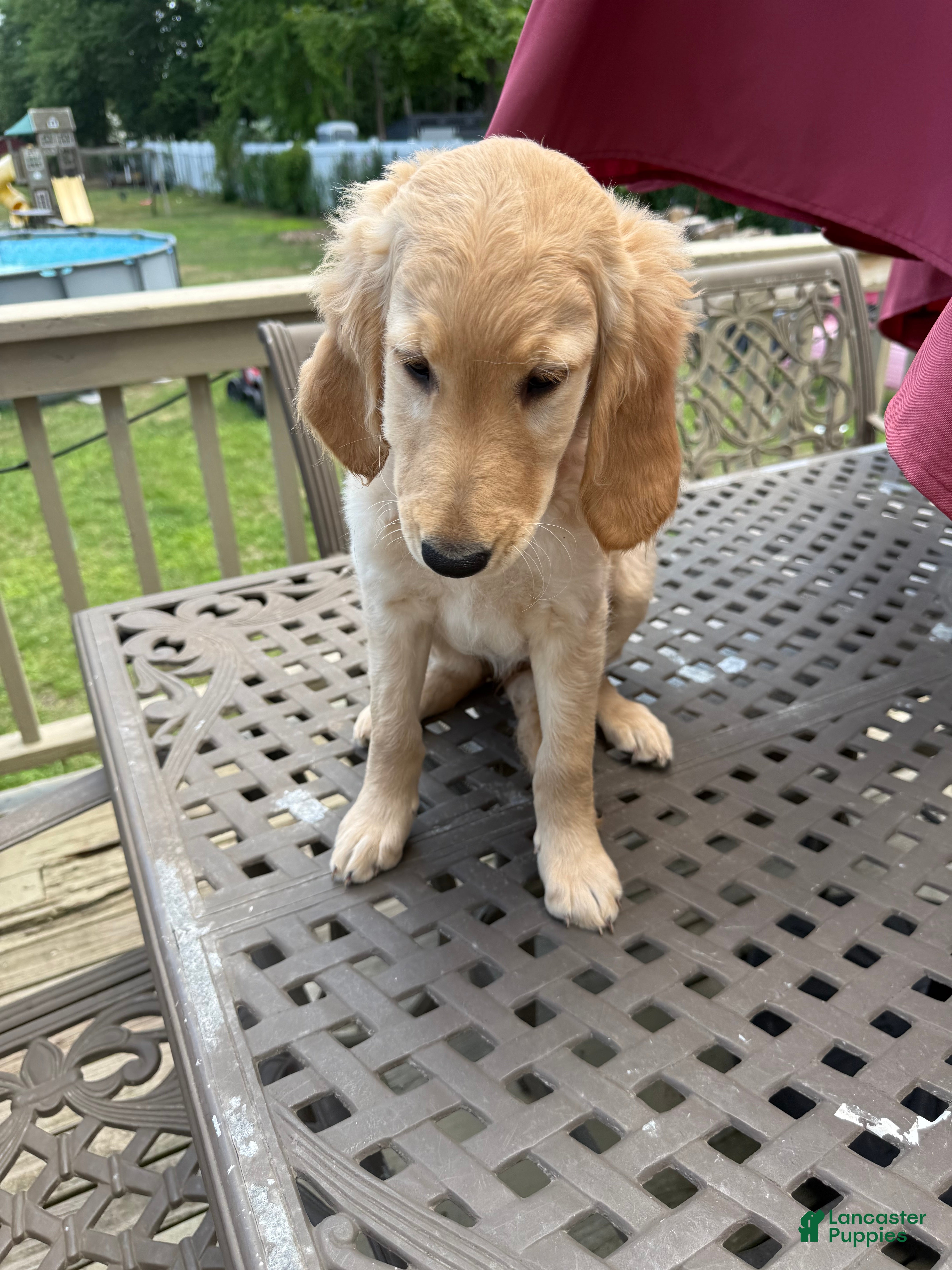 Goldendoodle dogs Ruth - Ad 2