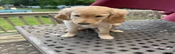 Goldendoodle dogs for sale: Ruth - Ad 2
