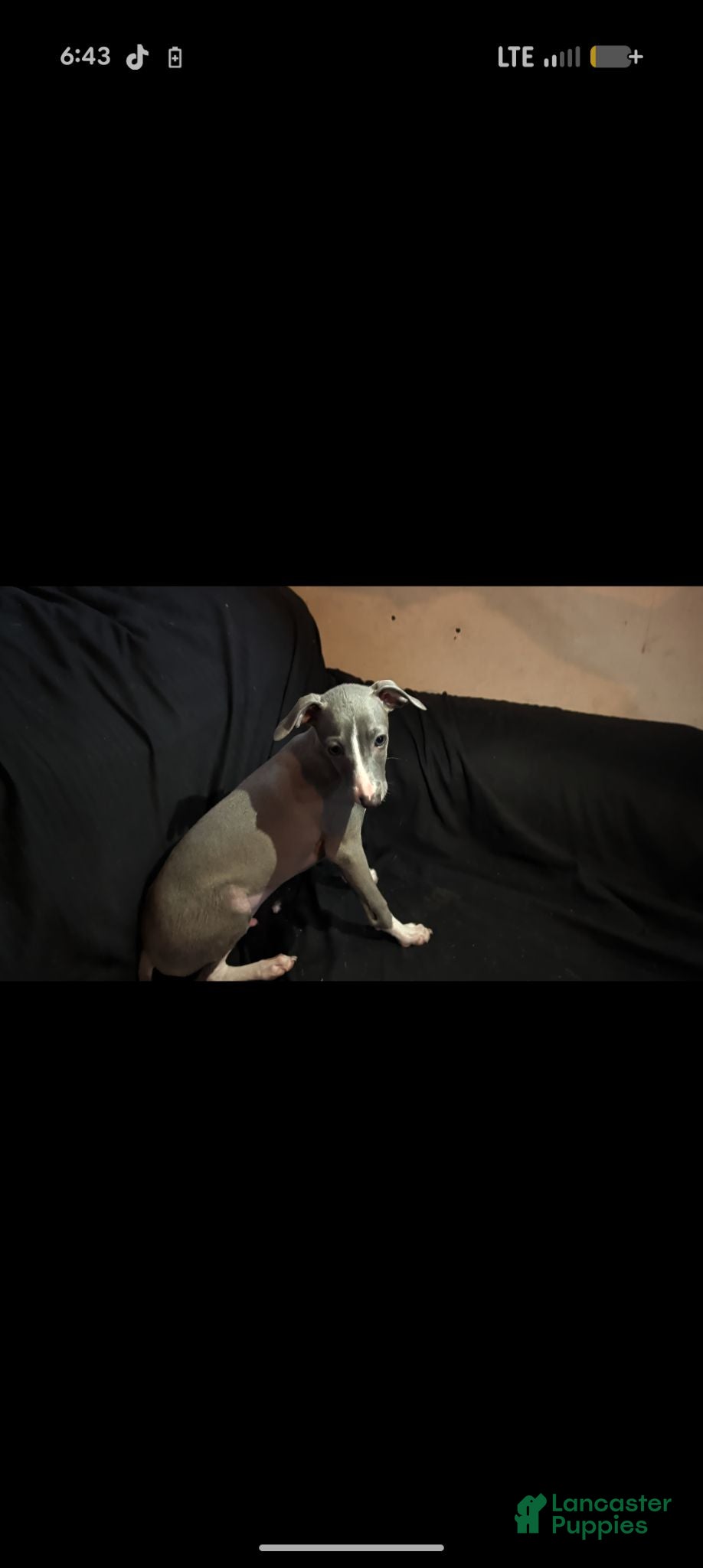 Italian Greyhound dogs Italian Greyhound 5 - Ad 1