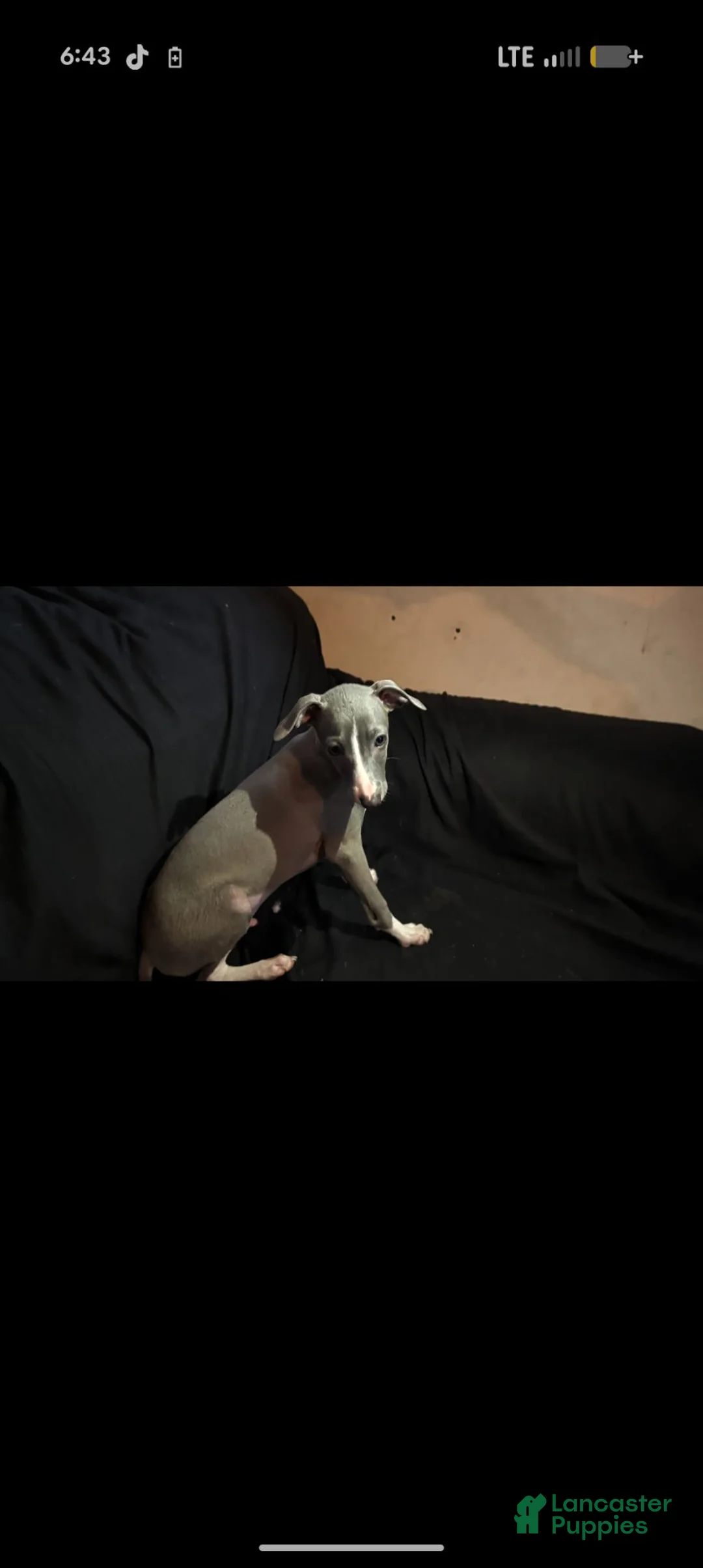 Italian Greyhound dogs for sale: Italian Greyhound 5 - Ad 1