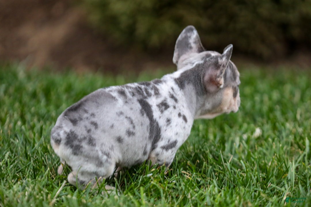 French Bulldog dogs for sale: Fern - Ad 18