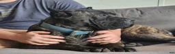 Cane Corso dogs for sale: Cane Corso 2 - Ad 68