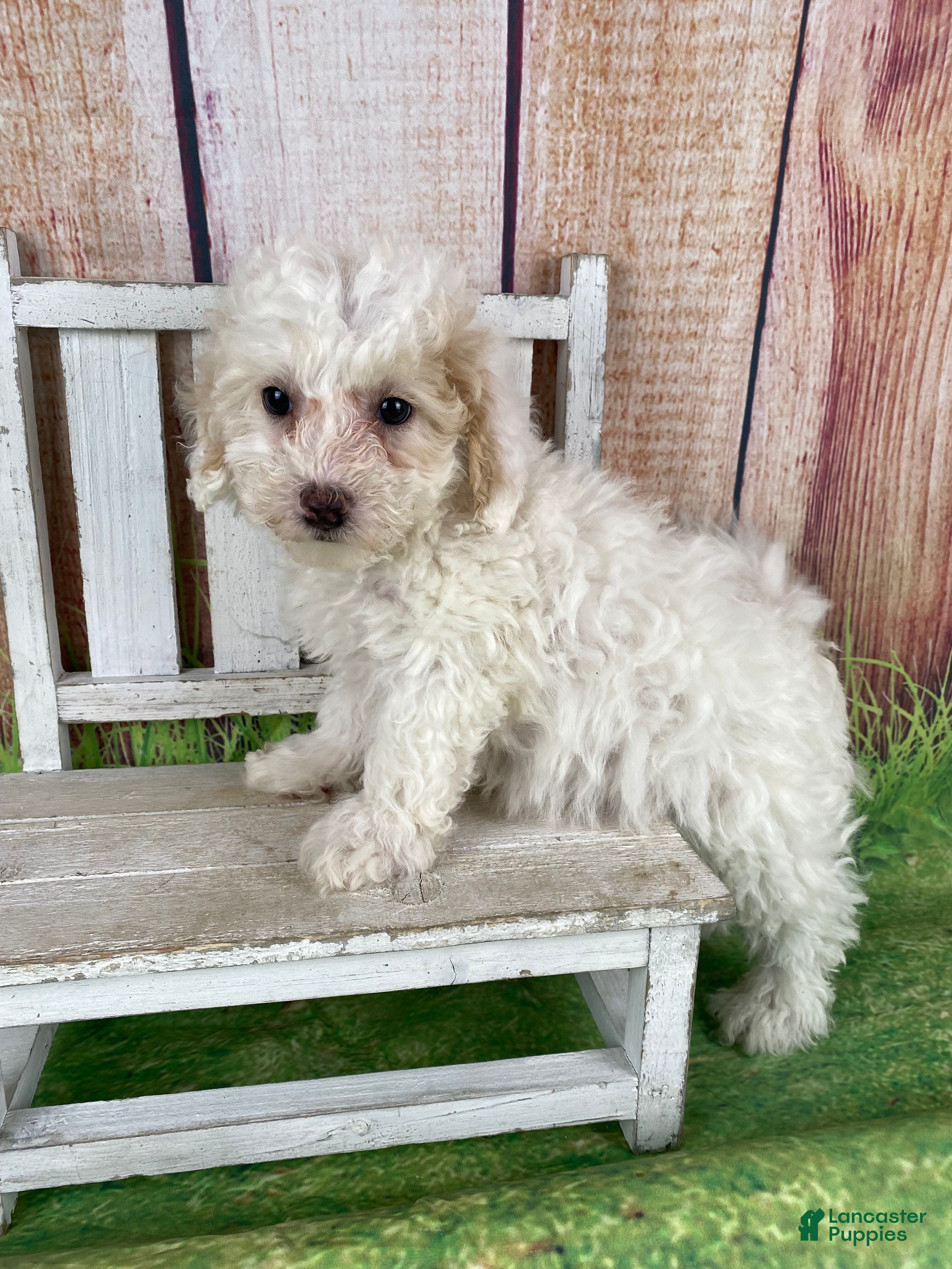 Miniature Poodle dogs Charlie - Ad 38