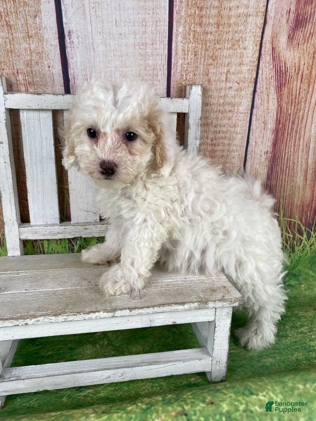 Miniature Poodle dogs for sale: Charlie - Ad 1