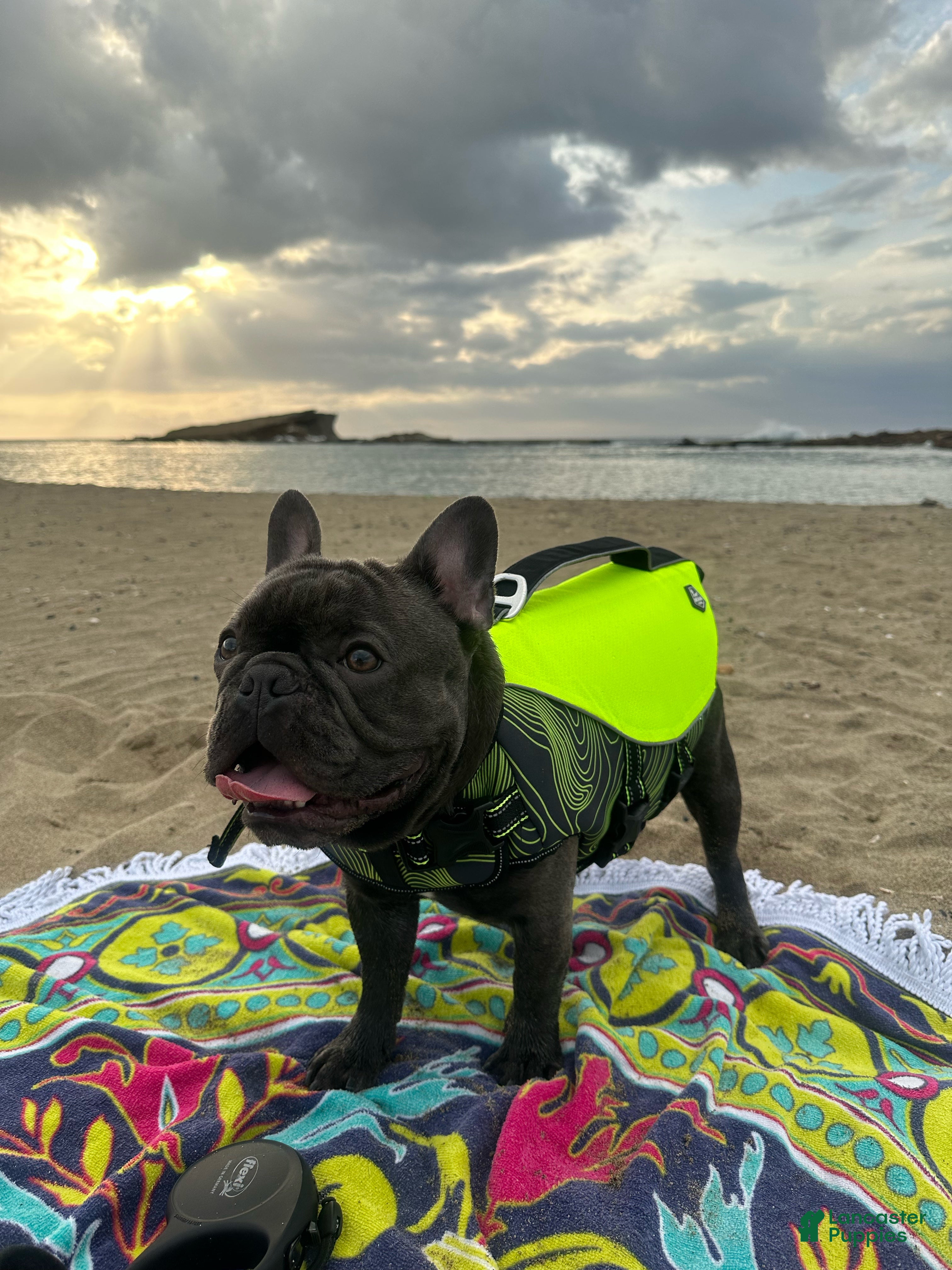 French Bulldog dogs Bruno - Ad 6