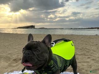 French Bulldog dogs Bruno - Ad 7