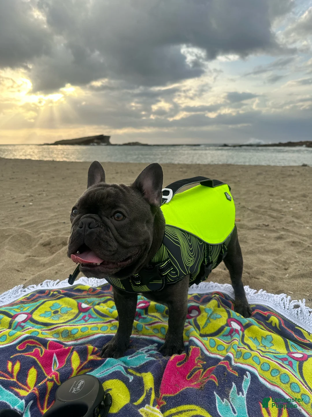 French Bulldog dogs for stud: Bruno - Ad 1