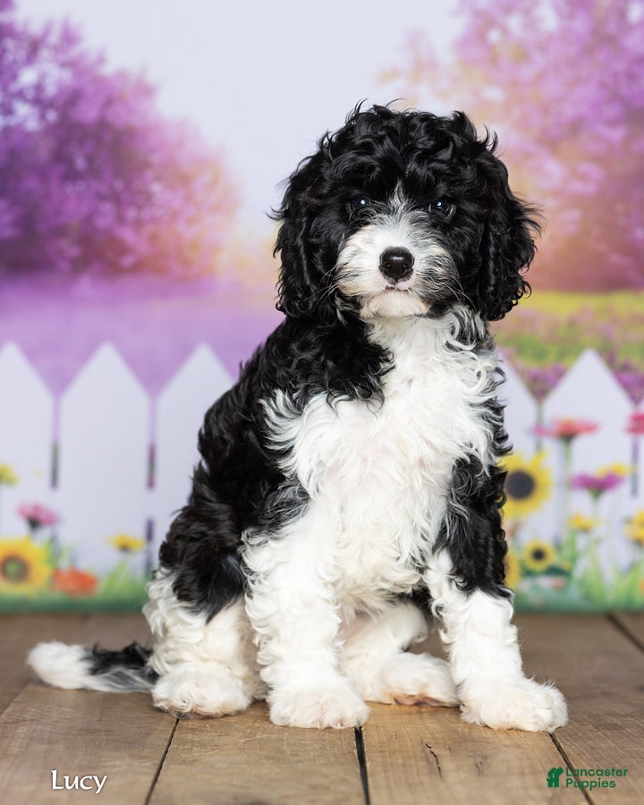 Cavapoo dogs Lucy - Ad 1