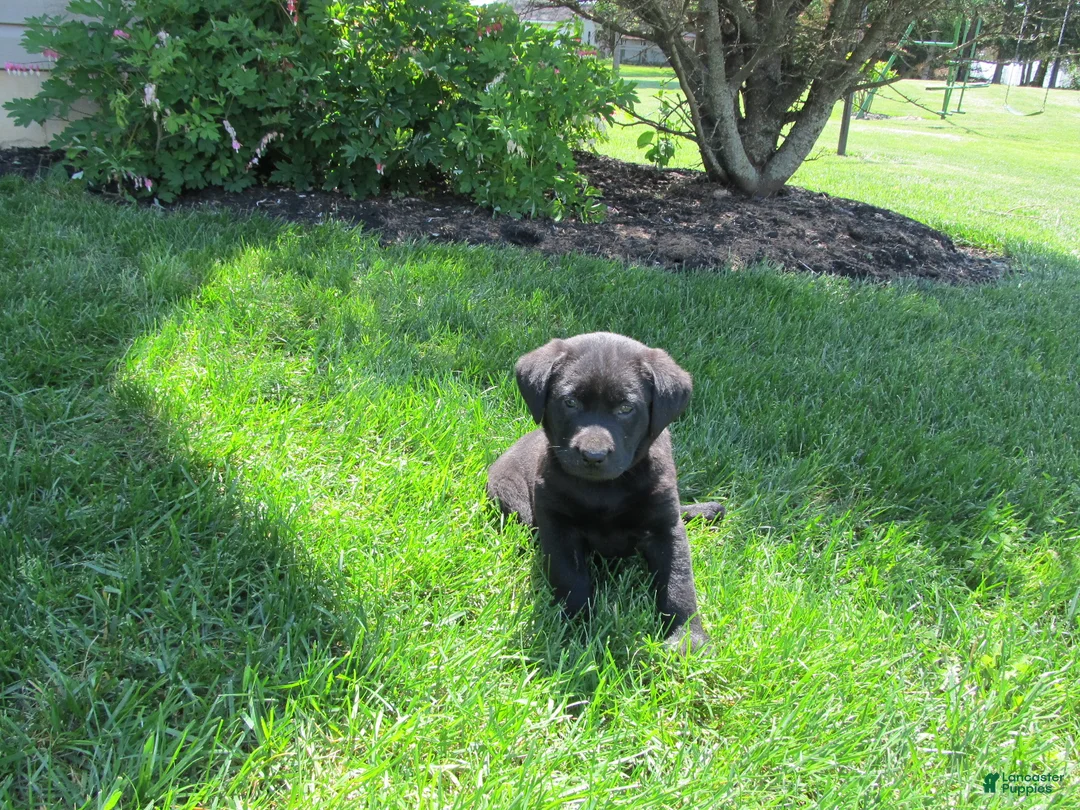 Labrador Retriever dogs for sale: Labrador Retriever Puppy 4 - Ad 2