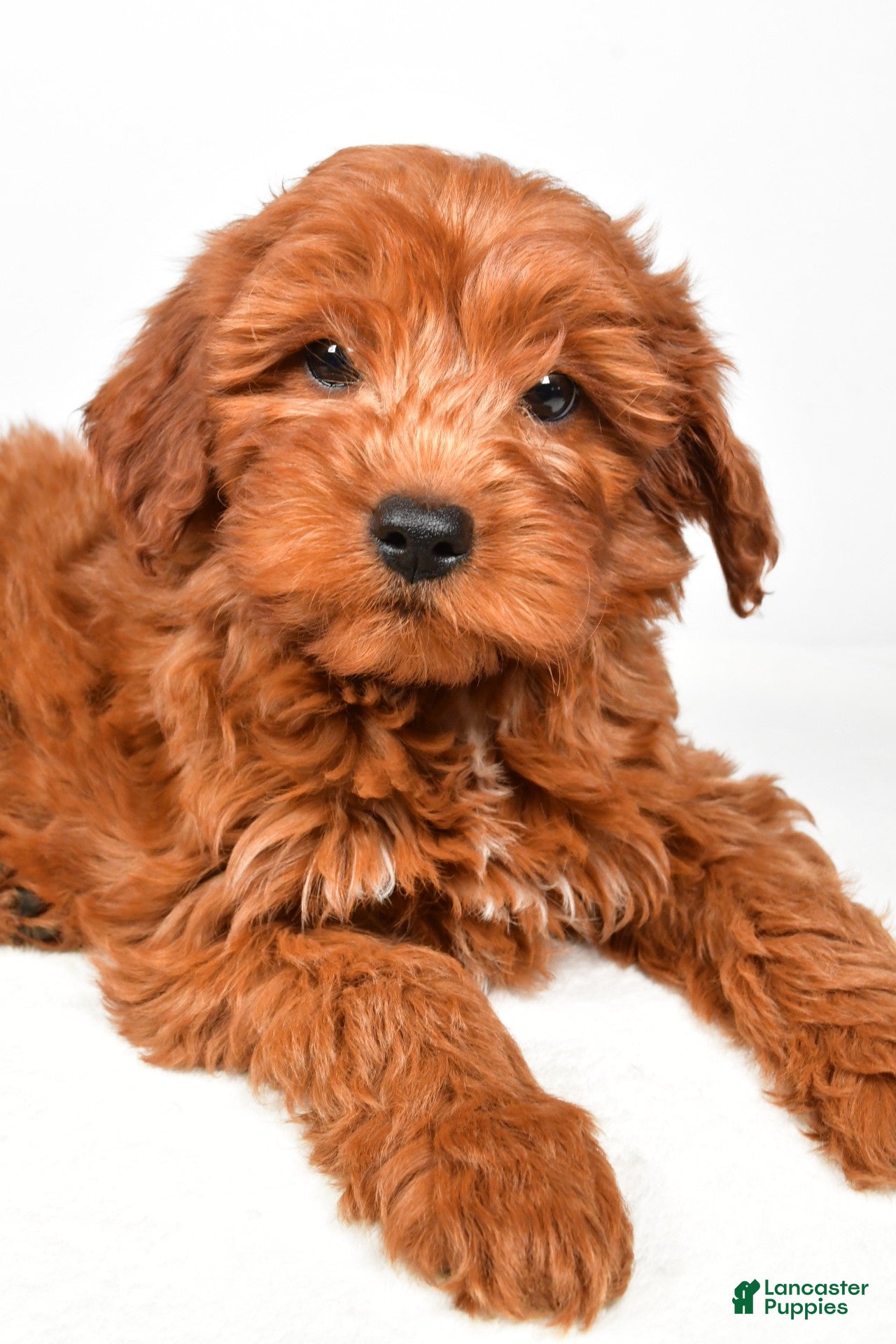 Goldendoodle dogs bentley - Ad 1
